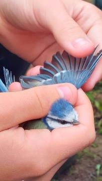 Obrockanje Zdravci 7